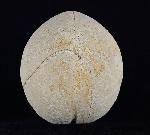 Hemipneustes striatoradiatus (LESKE 1778) - Bild © FossNet FossilienStore